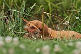 DOGUE DE BORDEAUX 257